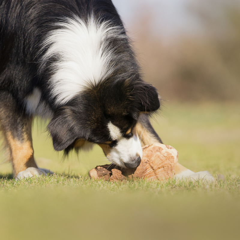 Racine de Bruyère - friandise de mastication occupation pour chiens