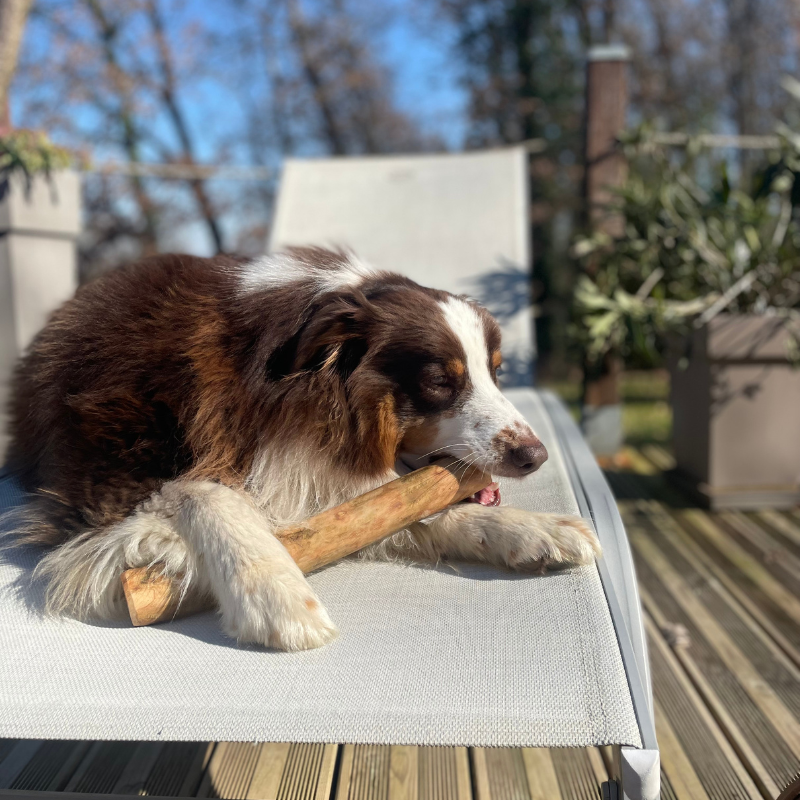 Bois d'olivier naturel - jouet de mastication occupation pour chiens