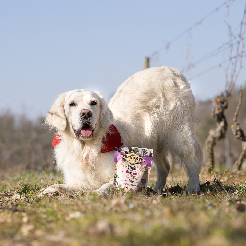 Carnilove Soft Snack - Caille et Origan friandises d'éducation occupation semi-humides pour chiens