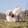 Carnilove Soft Snack - Caille et Origan friandises d'éducation occupation semi-humides pour chiens Carnilove Soft Snack - Caille et Origan friandises d'éducation occupation semi-humides pour chiens