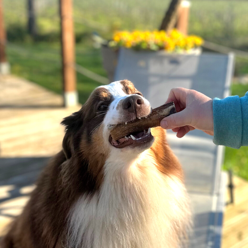 Nerf de boeuf 12cm - friandise de mastication naturelle occupation pour chiens