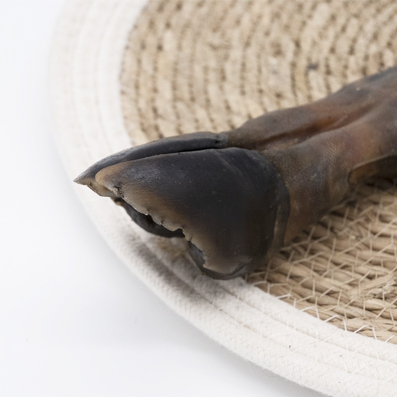 Patte de cerf - friandise de mastication pour chiens