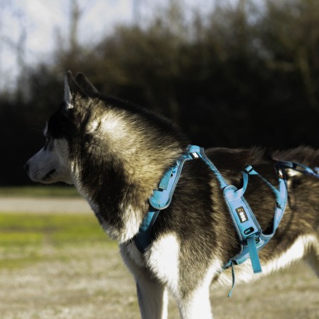 Harnais de Canicross X-BACK Phoenix - I-Dog Harnais de Canicross X-BACK Phoenix - I-Dog