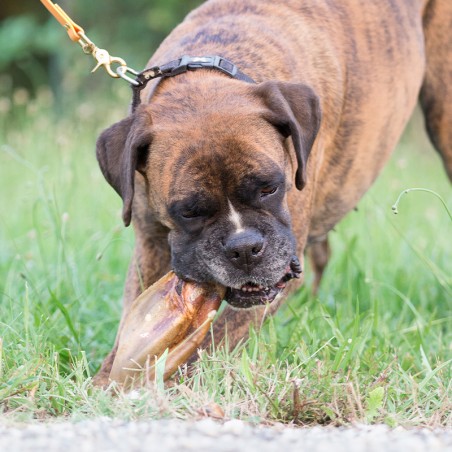 Oreilles de boeuf - friandise de mastication naturelle occupation pour chiens Oreilles de boeuf - friandise de mastication naturelle occupation pour chiens