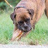 Oreilles de boeuf - friandise de mastication naturelle occupation pour chiens Oreilles de boeuf - friandise de mastication naturelle occupation pour chiens