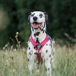 Harnais chien Comfort Walk Hair - DOG COPENHAGEN