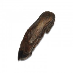 Pied de sanglier - friandise de mastication pour chiens