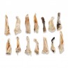 Oreilles d'agneau avec poils - friandise de mastication pour chiens Oreilles d'agneau avec poils - friandise de mastication pour chiens