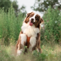 Harnais chien Comfort Walk Pro avec poignée - DOG COPENHAGEN