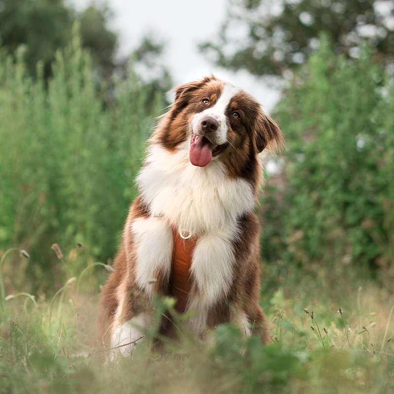 Harnais chien Comfort Walk Pro avec poignée - DOG COPENHAGEN