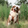 Harnais chien Comfort Walk Pro avec poignée - DOG COPENHAGEN Harnais chien Comfort Walk Pro avec poignée - DOG COPENHAGEN