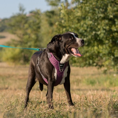 Harnais chien Comfort Walk Pro avec poignée - DOG COPENHAGEN Harnais chien Comfort Walk Pro avec poignée - DOG COPENHAGEN