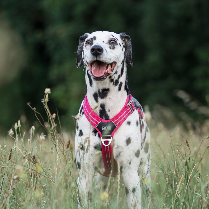 Harnais chien Comfort Walk Hair - DOG COPENHAGEN