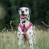 Harnais chien Comfort Walk Hair - DOG COPENHAGEN Harnais chien Comfort Walk Hair - DOG COPENHAGEN