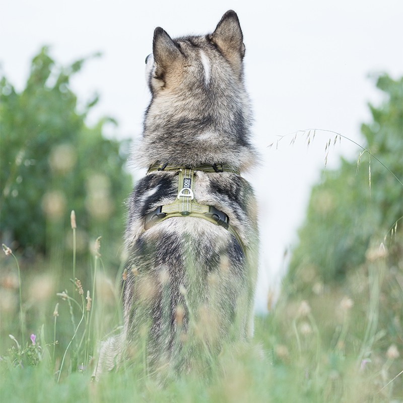 Harnais chien Comfort Walk Hair - DOG COPENHAGEN