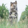 Harnais chien Comfort Walk Hair - DOG COPENHAGEN Harnais chien Comfort Walk Hair - DOG COPENHAGEN