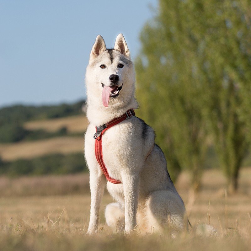 Harnais chien Comfort Walk Hair - DOG COPENHAGEN