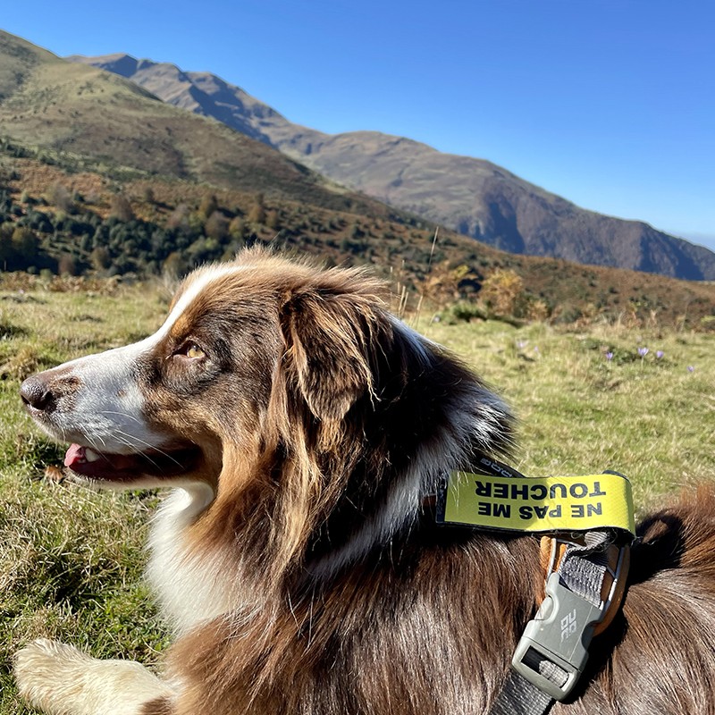 CaniCode étiquette avec message laisse harnais chien