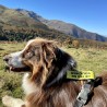 CaniCode étiquette avec message laisse harnais chien CaniCode étiquette avec message laisse harnais chien