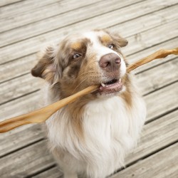 Peau de chevreuil cerf 50 cm - friandise naturelle de mastication occupation pour chiens