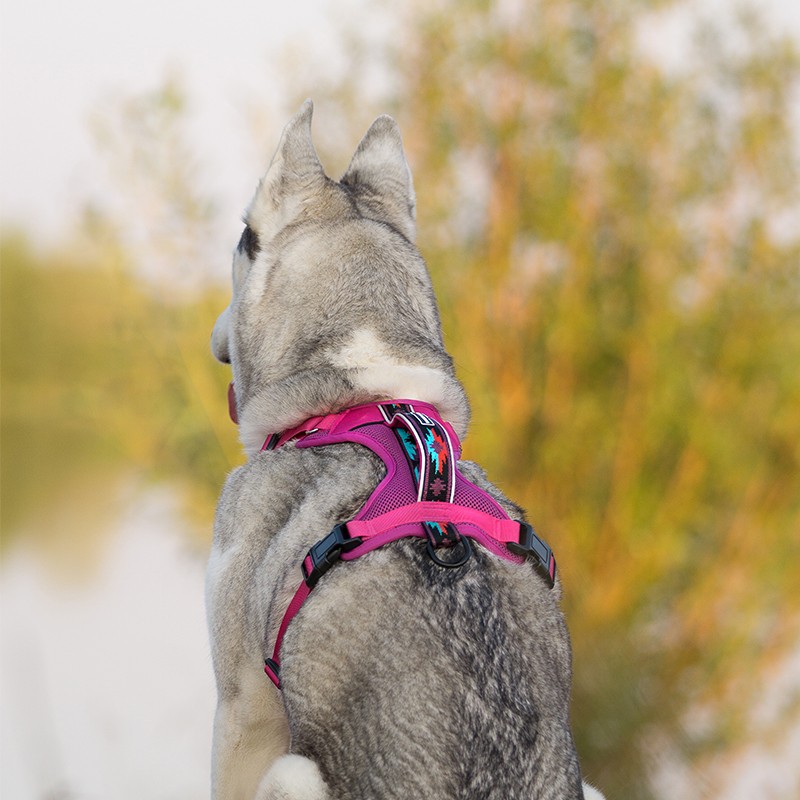 Harnais WILDERDOG pour chien