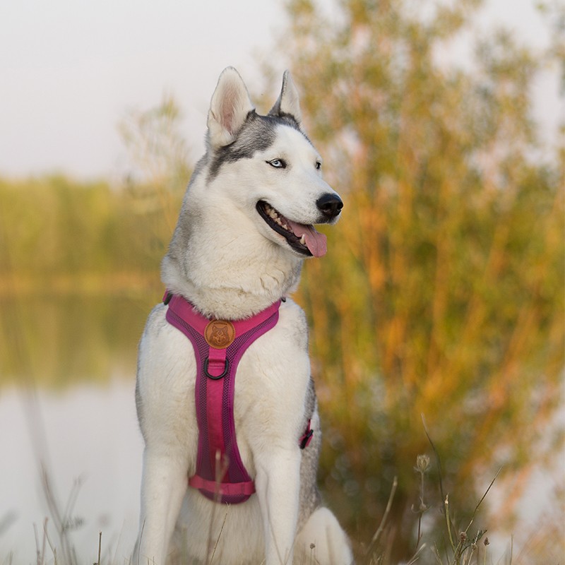 Harnais WILDERDOG pour chien