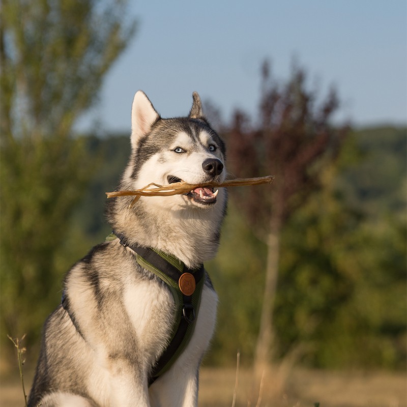 Tendons d'autruche - friandise naturelle de mastication occupation pour chiens