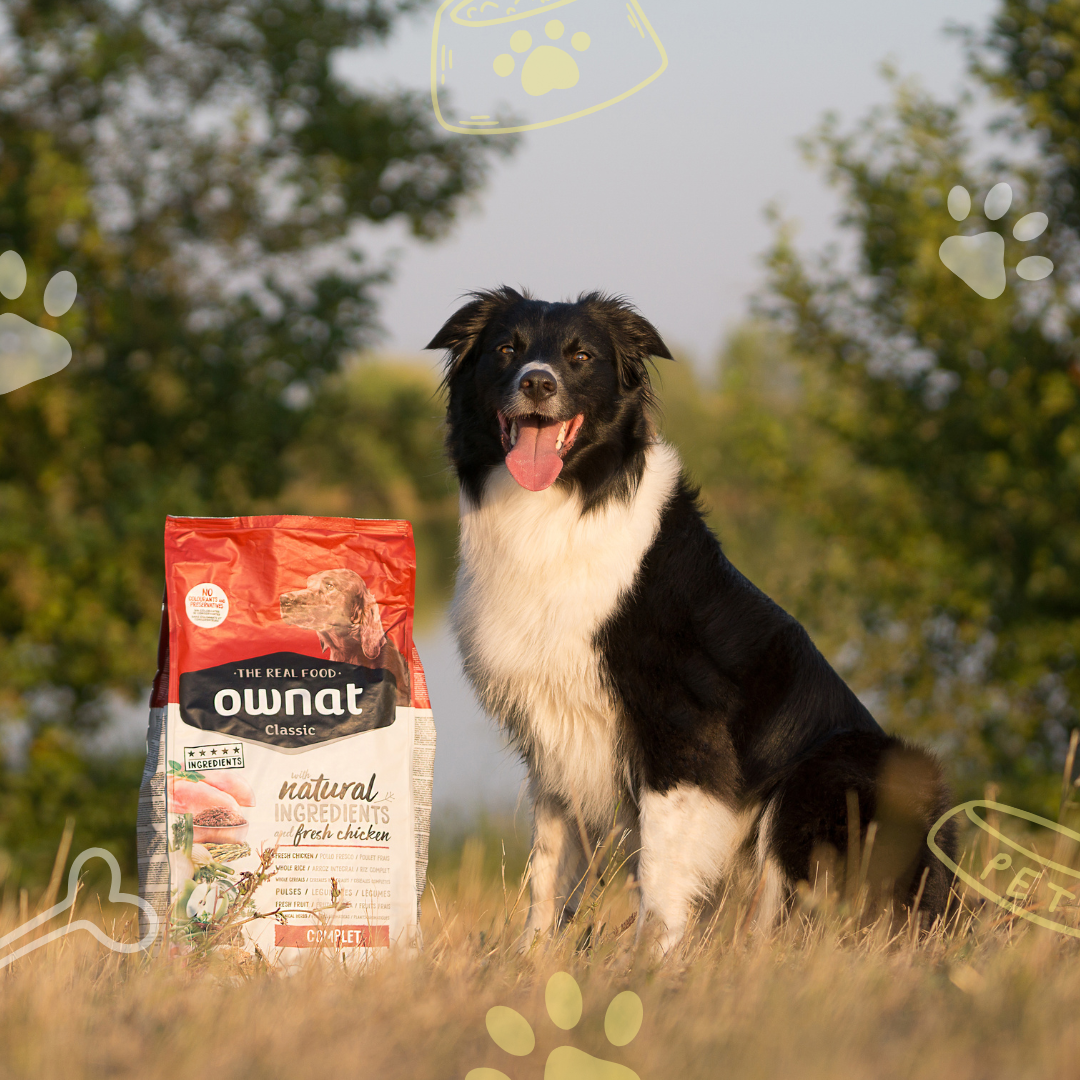 Alimentation pour chiens