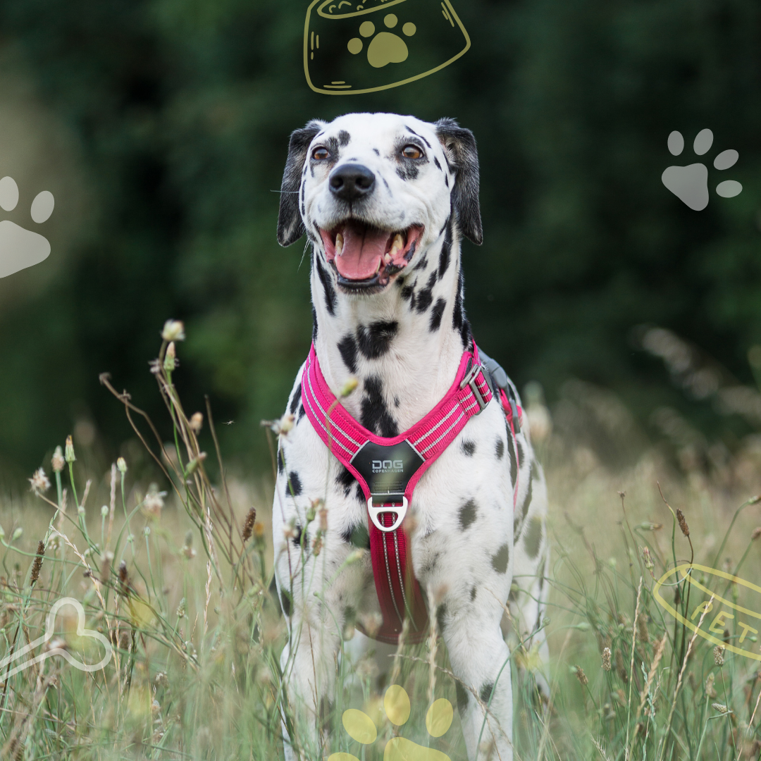 Harnais, laisses & colliers