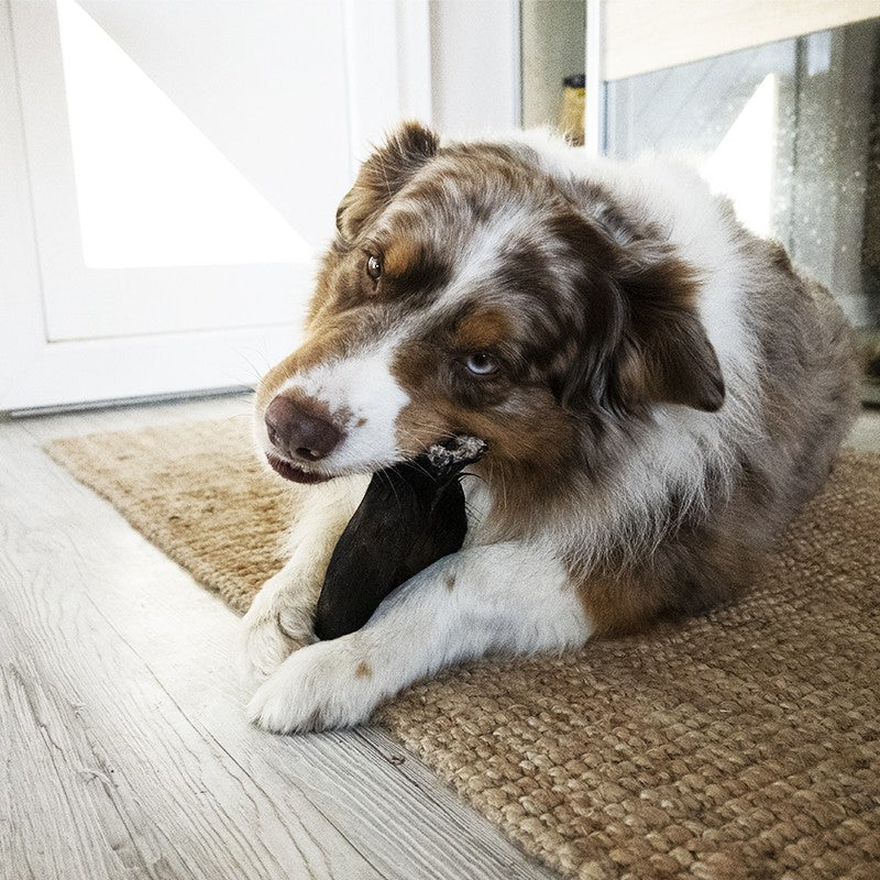 Oreilles de boeuf avec poils - friandise de mastication pour chiens