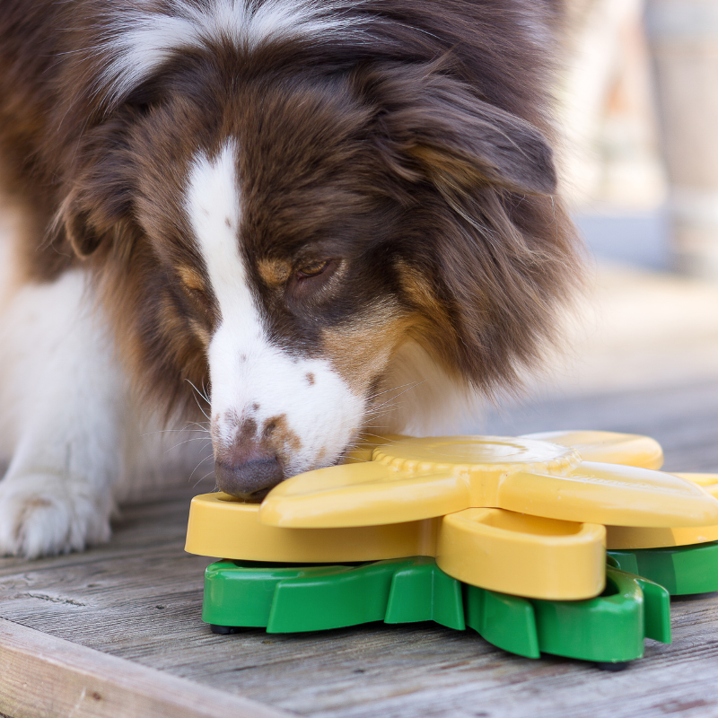 Gamelle interactive Tournesol pour chiens Zippypaws