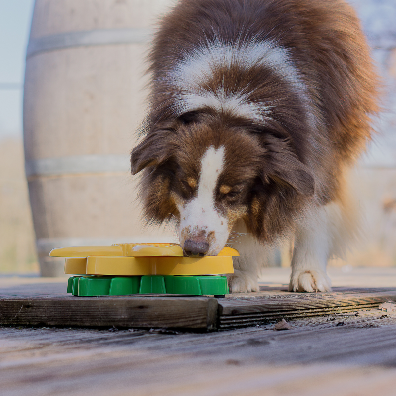 Gamelle interactive Tournesol pour chiens Zippypaws