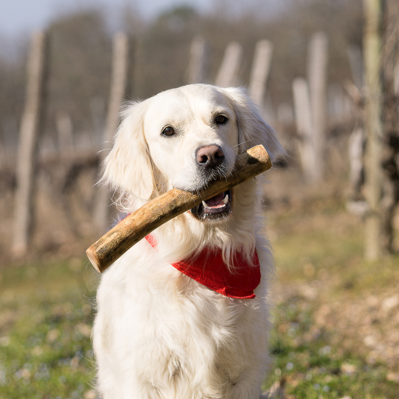 Bois d'olivier - jouet de mastication pour chiens