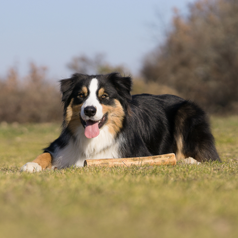Bois d'olivier - jouet de mastication pour chiens