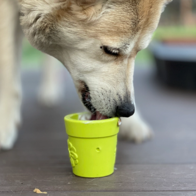 Le Pot de Fleurs - Jouet à garnir pour chiens Sodapup