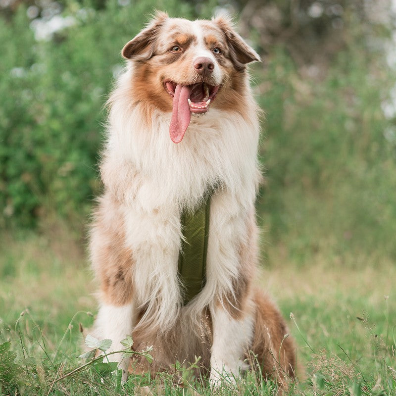 ANCIENS MODÈLES - Harnais Comfort Walk Pro - DOG COPENHAGEN