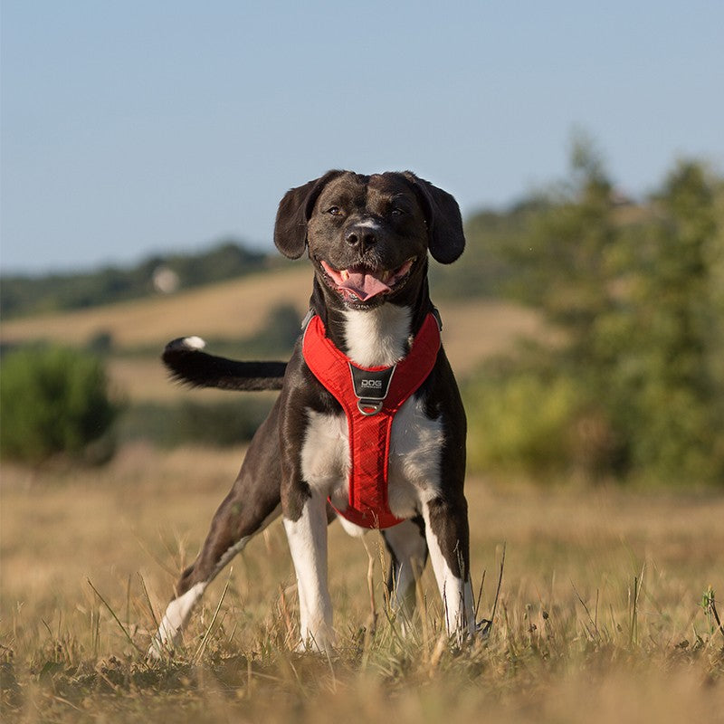 ANCIENS MODÈLES - Harnais Comfort Walk Pro - DOG COPENHAGEN