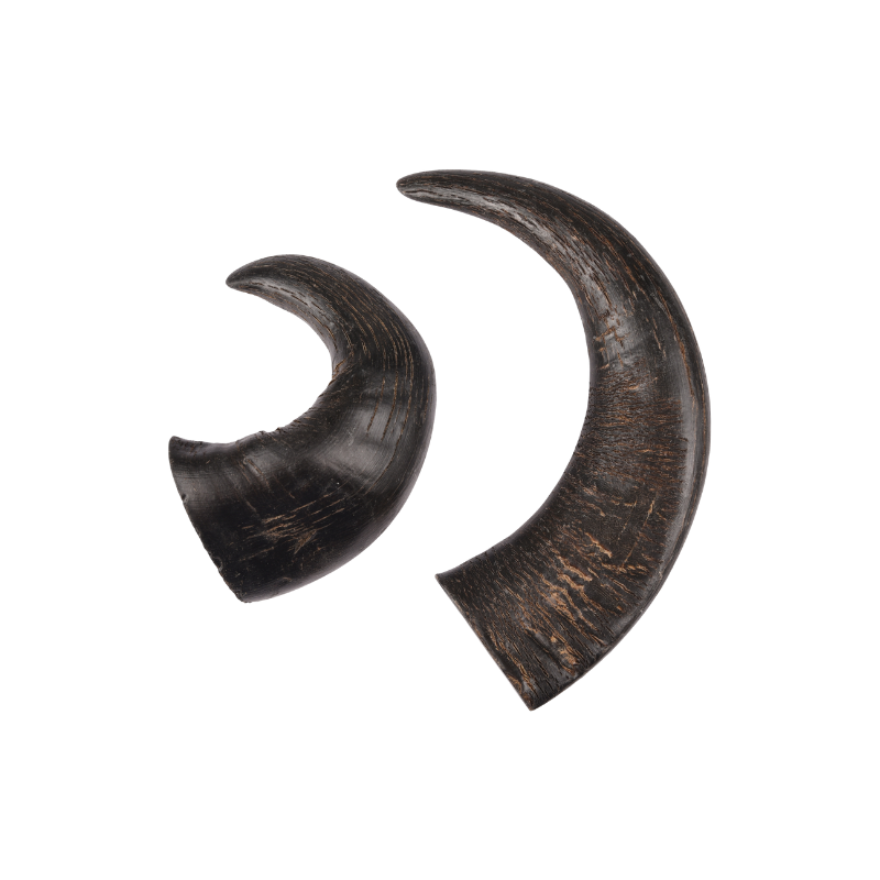 Corne de Buffle Medium 2pcs - friandise de mastication pour chiens