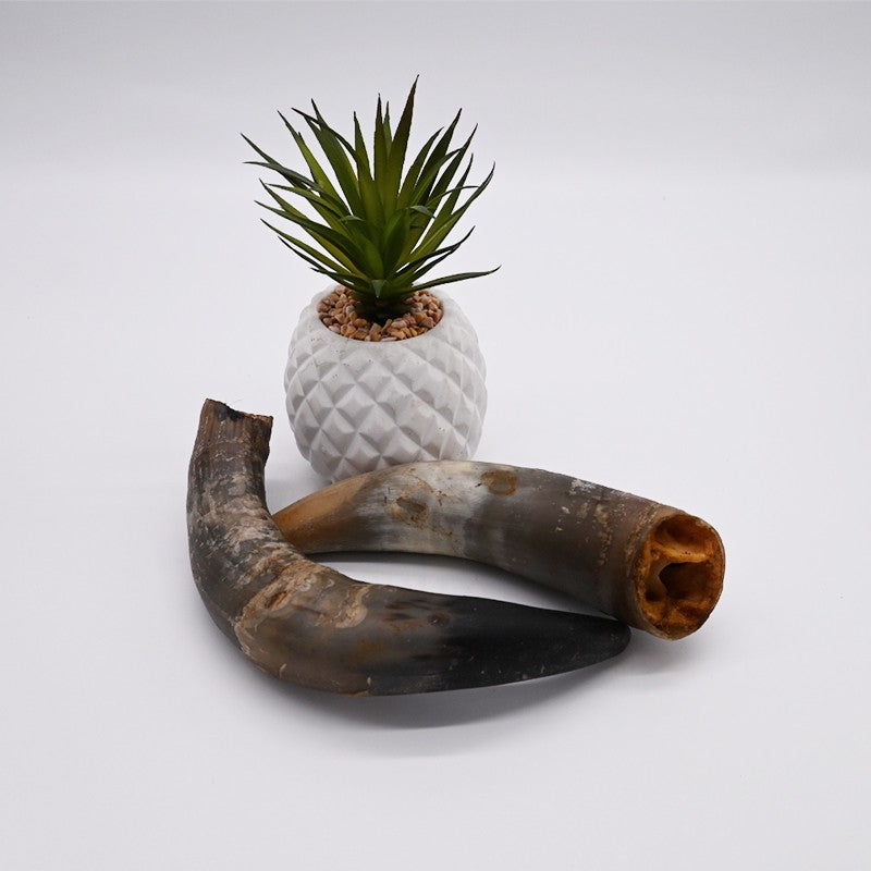 Corne de vache pleine - friandise de mastication pour chiens