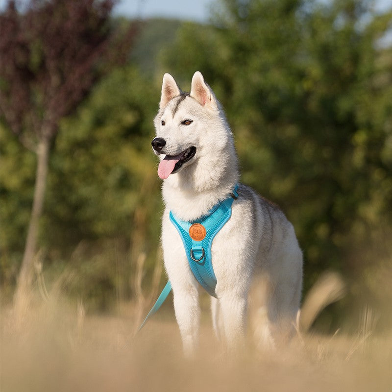 Harnais WILDERDOG