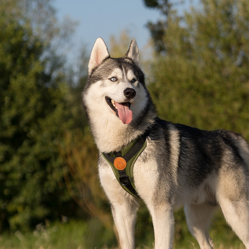 Harnais WILDERDOG