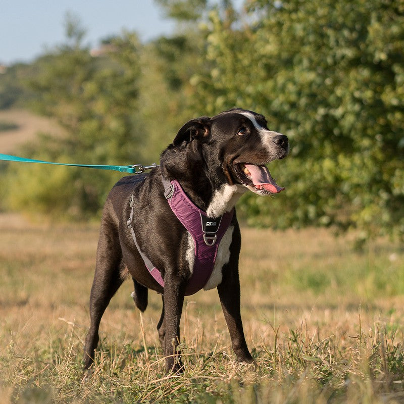 Harnais Comfort Walk Pro - DOG COPENHAGEN