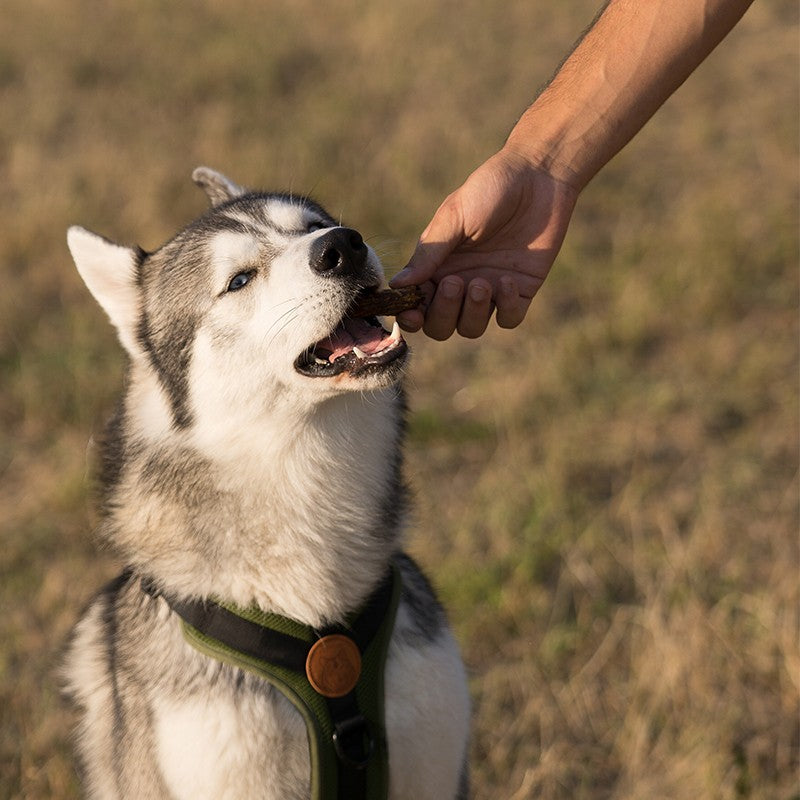 Cous de poulet - friandise de mastication pour chiens